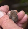 Большое значение маленьких мышей